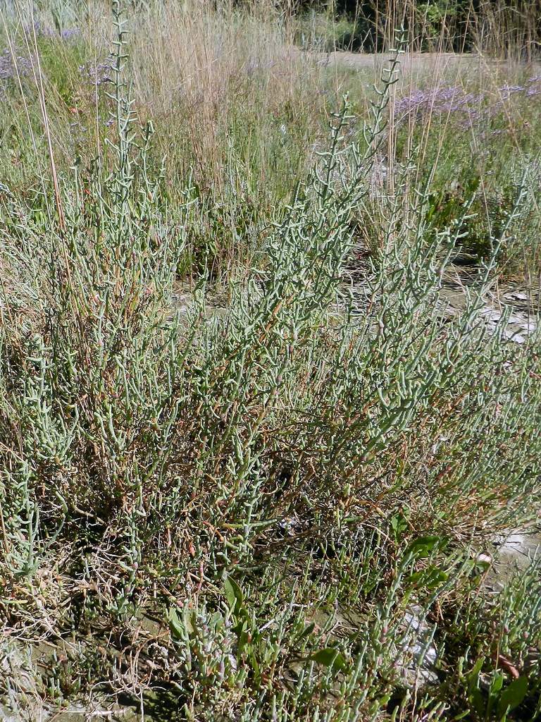 Salicornia da confermare